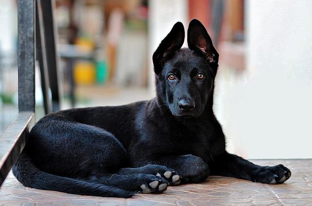 The Black German Shepherd Dog: Unknown Breed Information