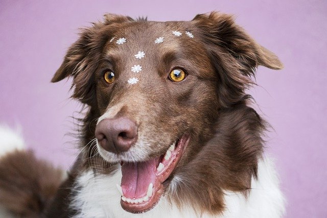 Border Collie Mix With Great Pyrenees: Breed Details