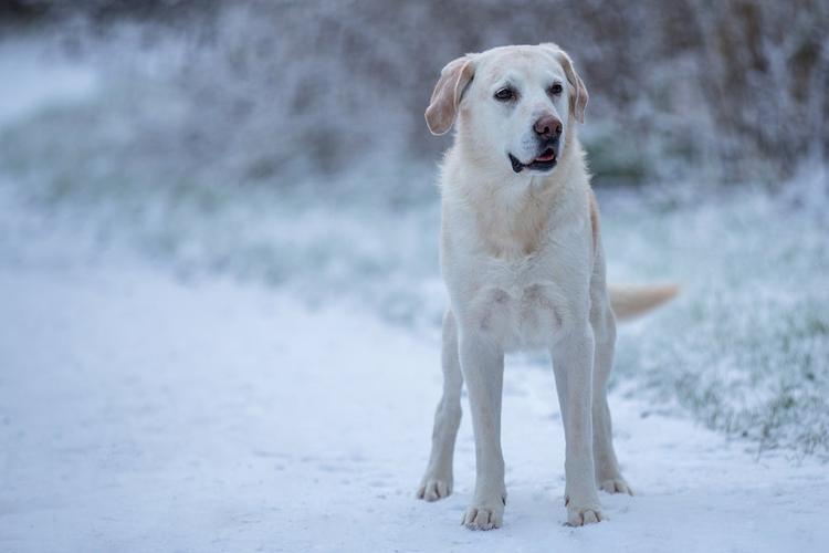 Do Dogs Sleep In Their Own Poop? Surprising Factors!