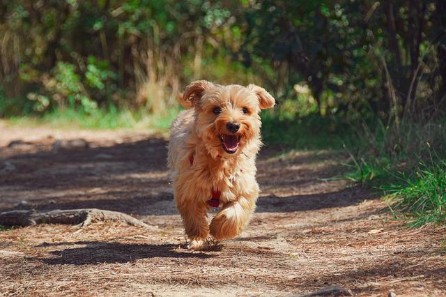 How Long Can A Puppy Go Without Eating A Surprising Answer