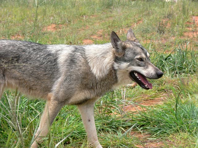 How Fast Can A Coyote Run? Frequently Answered