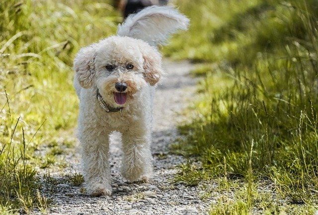 How Long Do Standard Poodles Live? Find Out About Poodles Lifespan