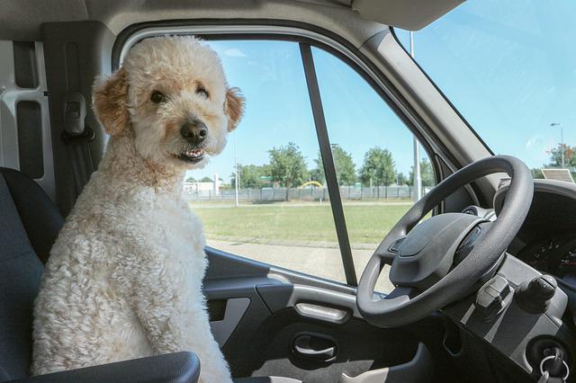 How Long Does A Goldendoodle Live? Facts About Average Lifespan