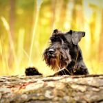 How Long Does Mini Schnauzer Live Average Lifespan And Myths