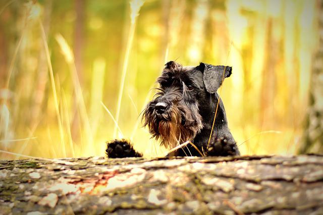 How Long Does Mini Schnauzer Live Average Lifespan And Myths