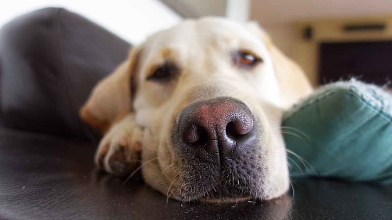 Why Do Dogs Blow Out Their Nose? A Complete Reason Guide