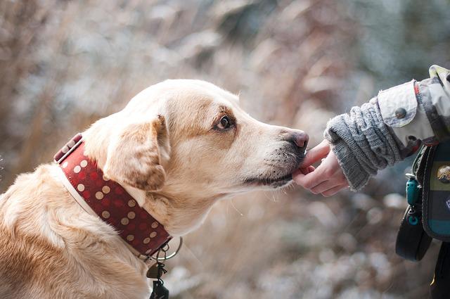 Why Does My Dog Stand On Me? Reasons & Essential Things