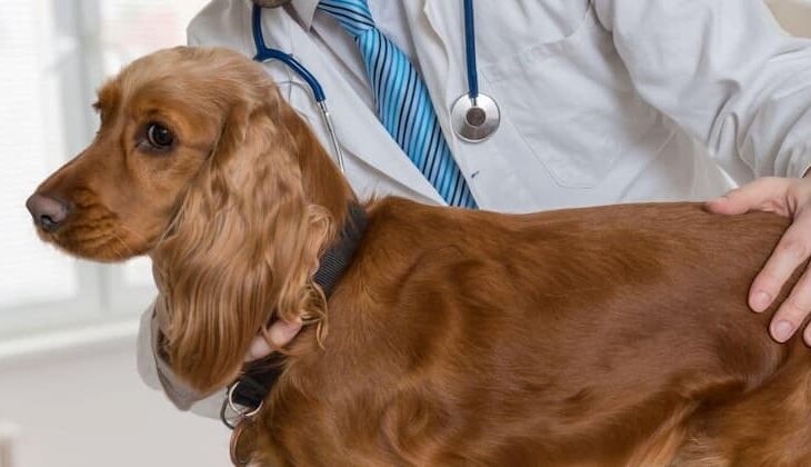 Autoimmune Disease In Dogs After Vaccination: An Ultimate Guide