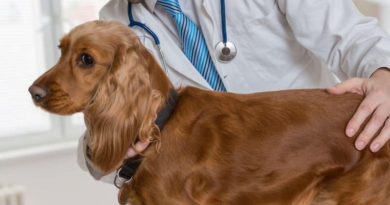 Autoimmune Disease In Dogs After Vaccination: An Ultimate Guide