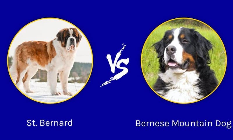 Bernese Mountain Dog Vs Saint Bernard: What Are The Differences