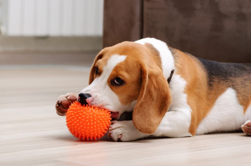 Why Does My Dog Cry With Squeaky Toys? What You Should Know