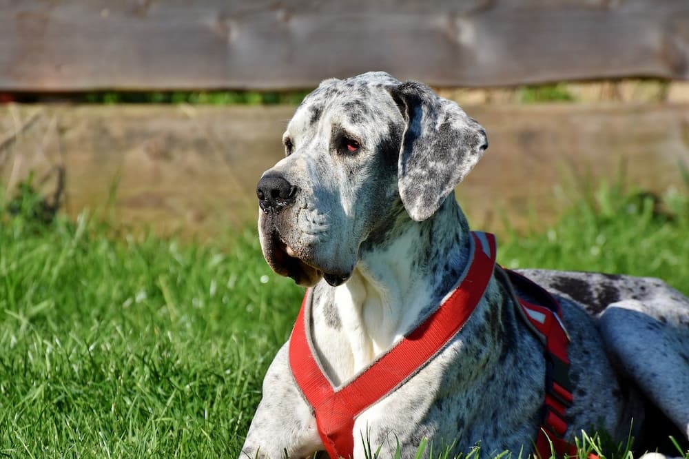 Cane Corso Great Dane Mix: A Complete Guide