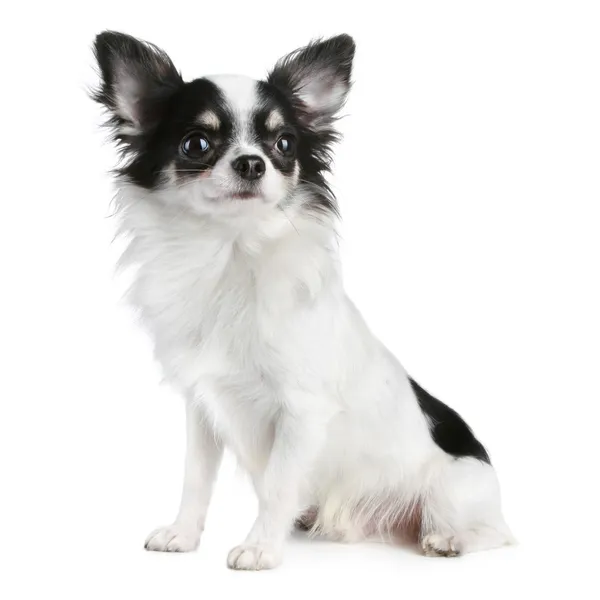 Chihuahua Breed Facts & Information A Essential Guide