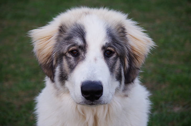 Saint Shepherd: German Shepherd Mixed With Saint Bernard