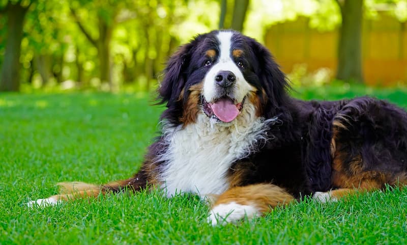 The Rottweiler Bernese Mountain Dog Mix: An Ultimate Introduction