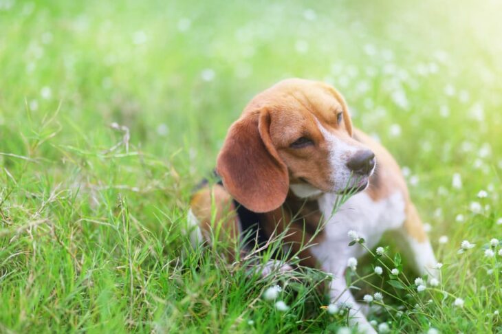 Can Fleas Kill A Dog? Here’s All You Want To Know