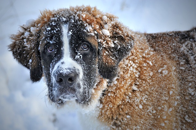 Dogs Play A Reduced Role In Antarctica