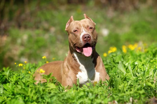 How Fast Can A Pitbull Run? How Fast Can They Run? Compared To Other Dogs