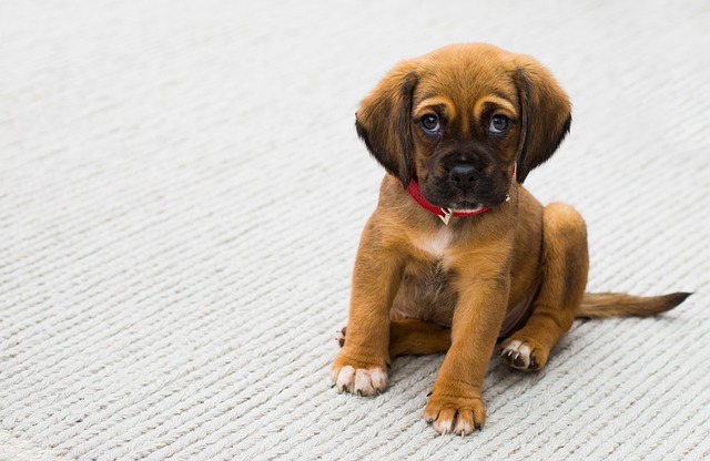 How Long Can A Puppy Go Without Eating