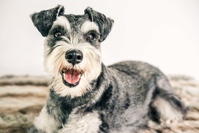 Increase The Life Expectancy Of Schnauzers