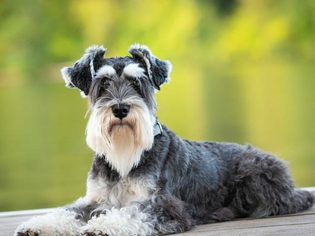Taking Care Of Your Miniature Schnauzer At Home