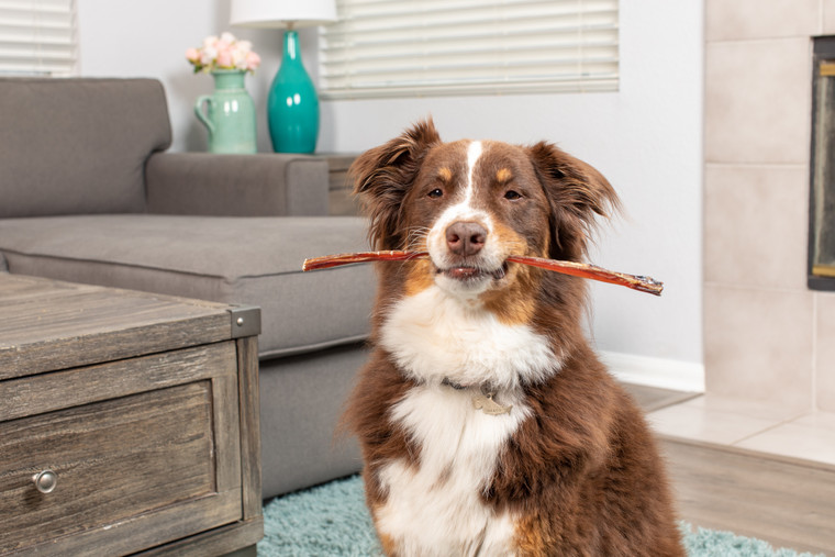 What Are Bully Sticks? Great Dog Treats