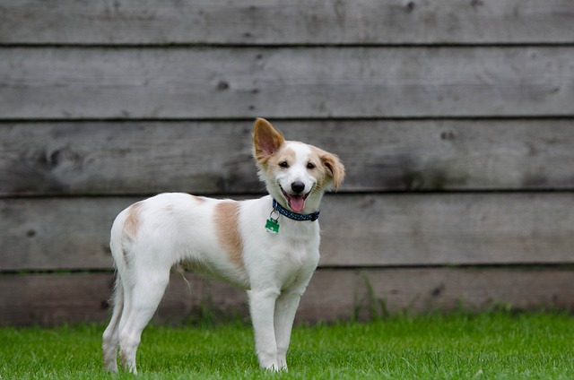 What is Dog Boarding? How to Evaluate a Boarding Kennel?