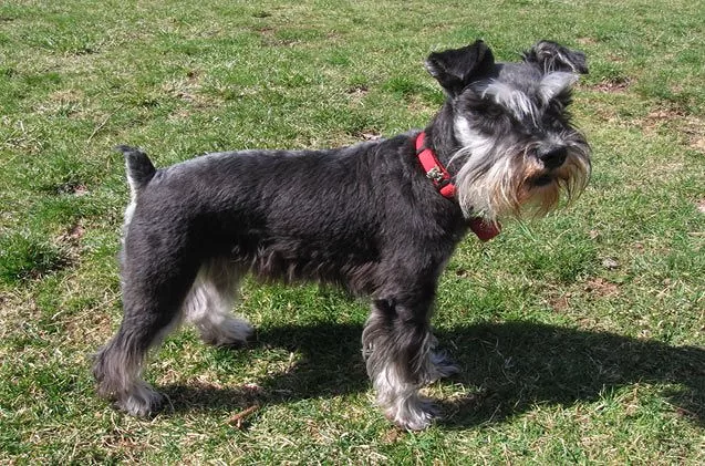 Your Mini Schnauzer’s Health