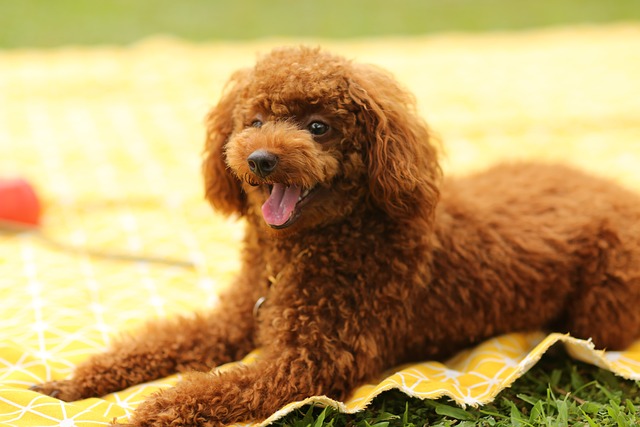 6 Best Conditioner Poodle: Top Picks [2023]