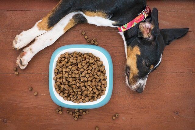 Can Dogs Eat Asparagus? Is It Safe to Share With My Dog?