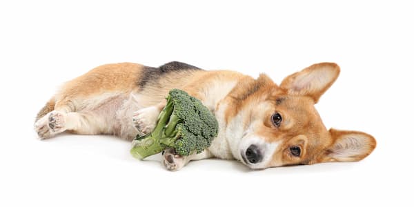Can Dogs Eat Broccoli? Is Broccoli Good for Dogs?