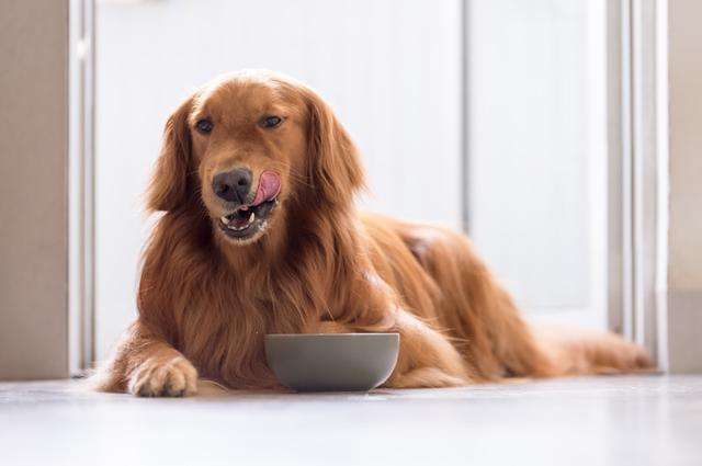 Can Dogs Eat Cinnamon? Is Cinnamon Bad for Dogs?