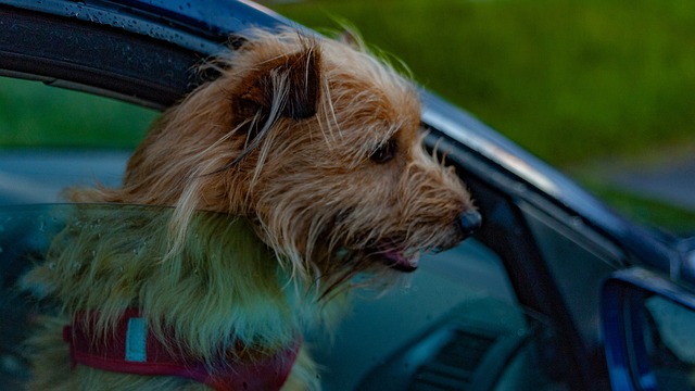 How to Remove Dog Hair from Car? The Ultimate Guide