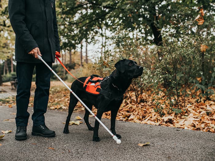 How to Train a Service Dog All You Want to Know