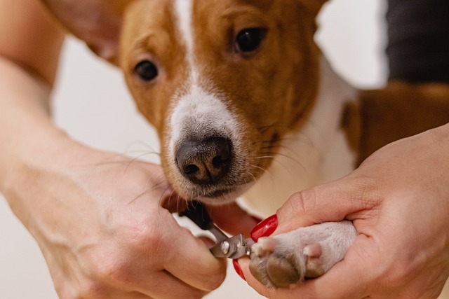 How to Use Guillotine Dog Nail Clippers in An Easy Step-by-step Guide?