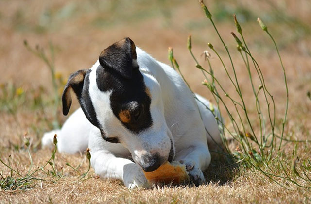 Can Dogs Eat Bread? Read the Ultimate Guide