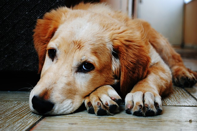 Can Dogs Eat Cherries Is It Safe