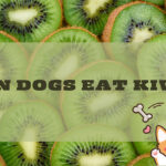 Can Dogs Eat Kiwi Essential Things You Need to Know