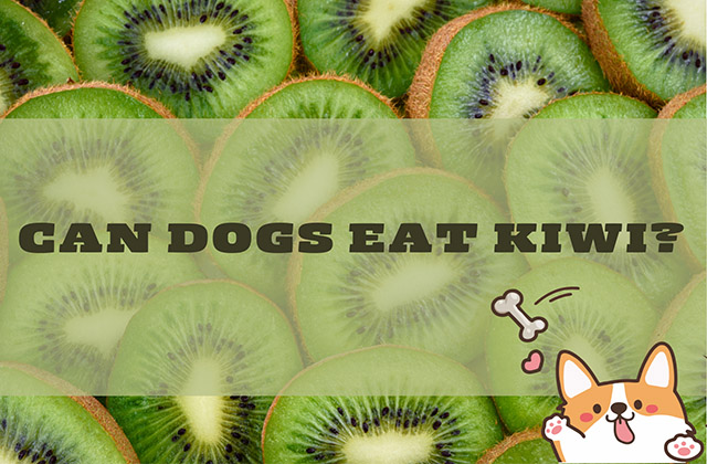 Can Dogs Eat Kiwi Essential Things You Need to Know