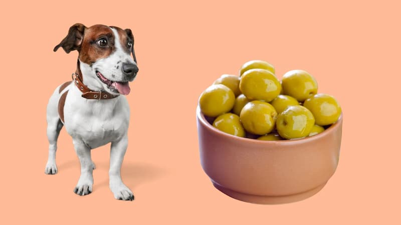 Can Dogs Eat Olives Are Olives Safe for Dogs