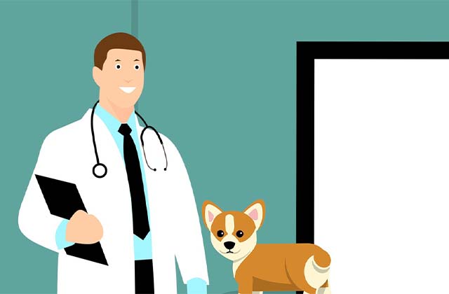 How Often Should I Take My Dog to the Vet? Guide for Caring