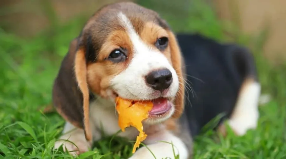 Can Dogs Eat Papaya? Is Papaya Good for Dogs?