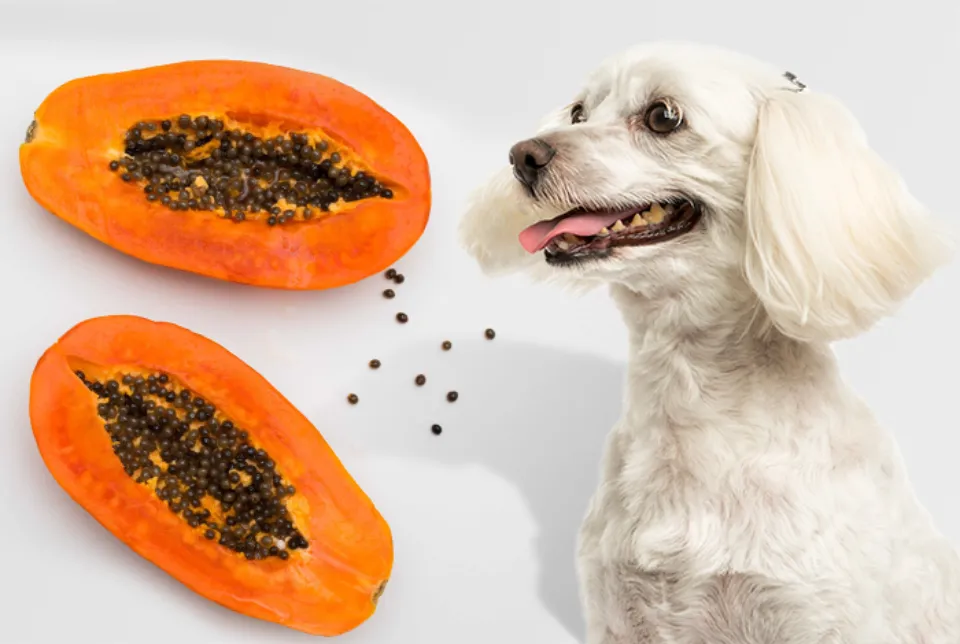 Can Dogs Eat Papaya Find the Answer