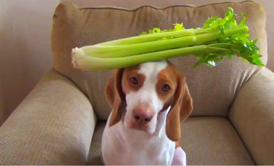 Can Dogs Eat Celery?​ Is It Safe?
