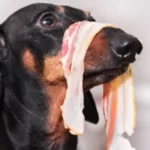 Can Dogs Eat Bacon Is It Safe