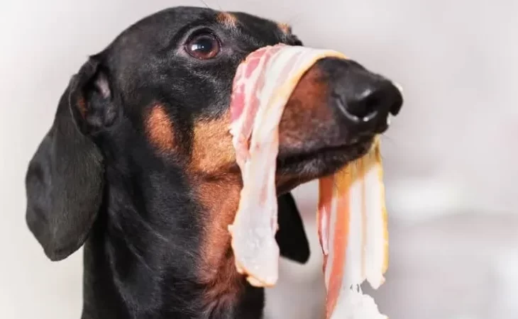 Can Dogs Eat Bacon? Is It Safe?