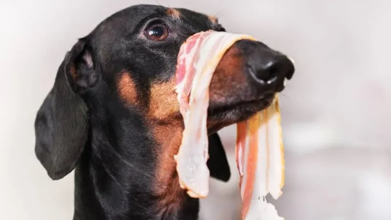 Can Dogs Eat Bacon Is It Safe