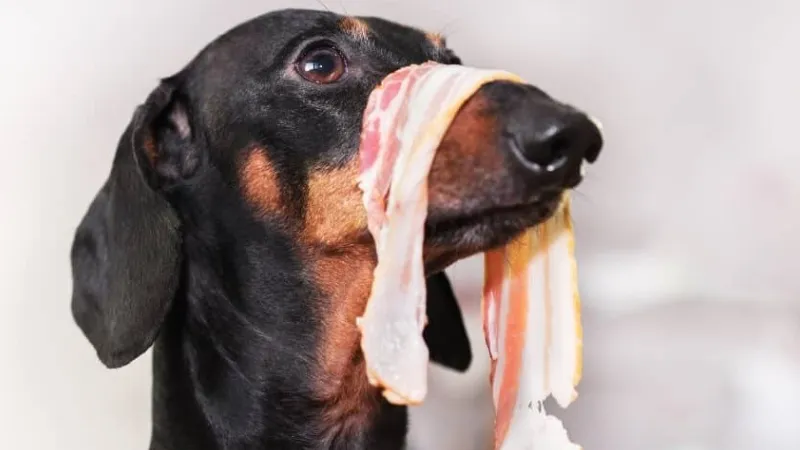 Can Dogs Eat Bacon? Is It Safe?