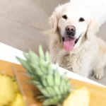 Can Dogs Eat Pineapple? Read Before You Feed | Purina