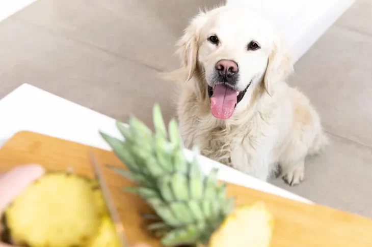 Is Pineapple Good for Dogs? All U Want to Know